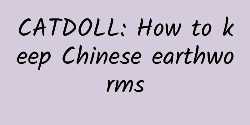 CATDOLL: How to keep Chinese earthworms