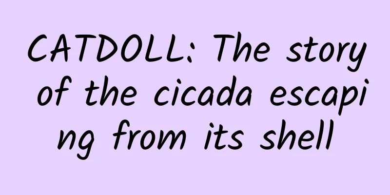 CATDOLL: The story of the cicada escaping from its shell