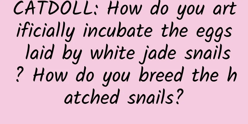 CATDOLL: How do you artificially incubate the eggs laid by white jade snails? How do you breed the hatched snails?