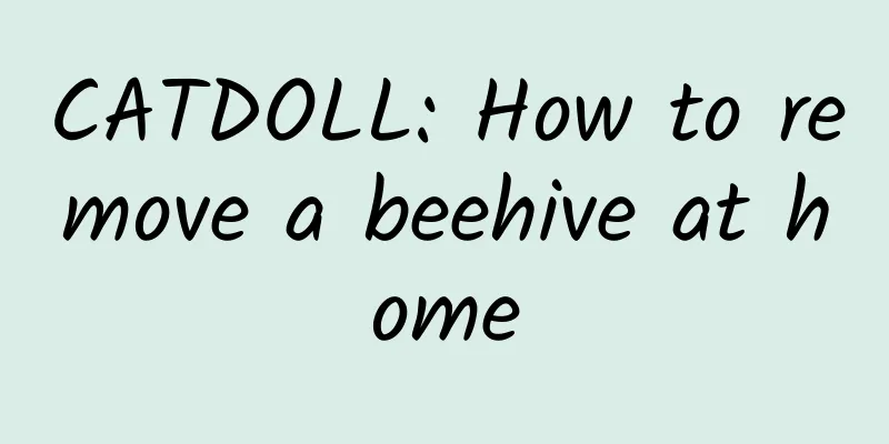 CATDOLL: How to remove a beehive at home