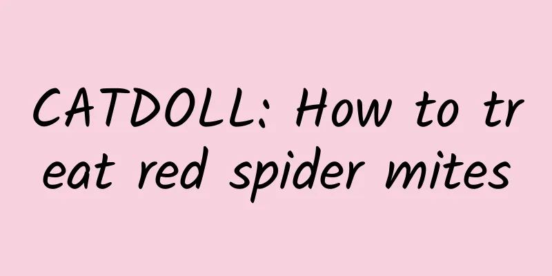 CATDOLL: How to treat red spider mites