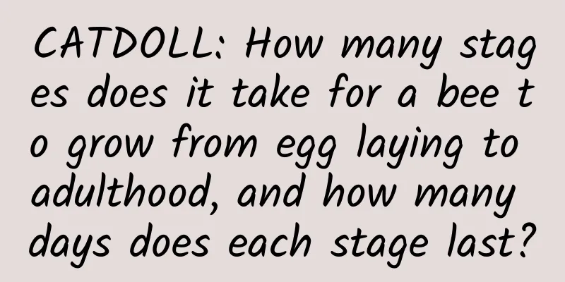 CATDOLL: How many stages does it take for a bee to grow from egg laying to adulthood, and how many days does each stage last?