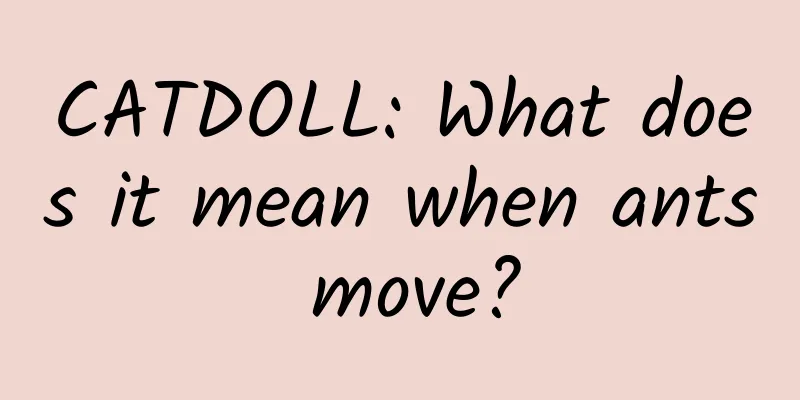 CATDOLL: What does it mean when ants move?