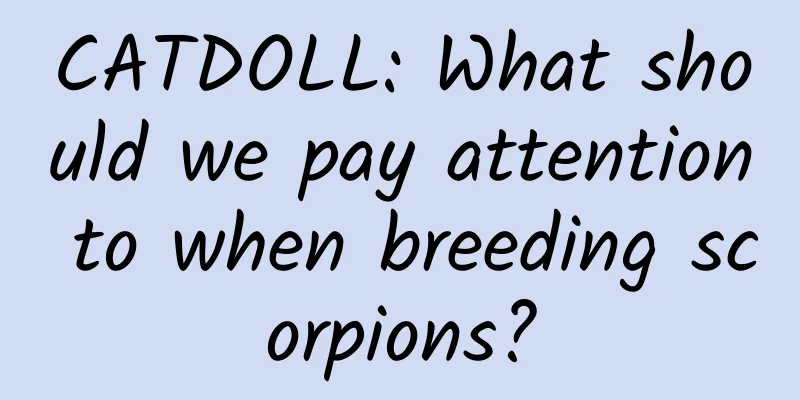 CATDOLL: What should we pay attention to when breeding scorpions?