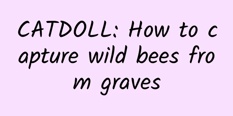 CATDOLL: How to capture wild bees from graves