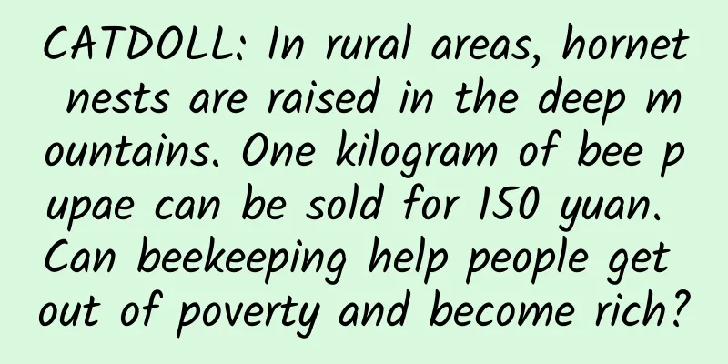CATDOLL: In rural areas, hornet nests are raised in the deep mountains. One kilogram of bee pupae can be sold for 150 yuan. Can beekeeping help people get out of poverty and become rich?