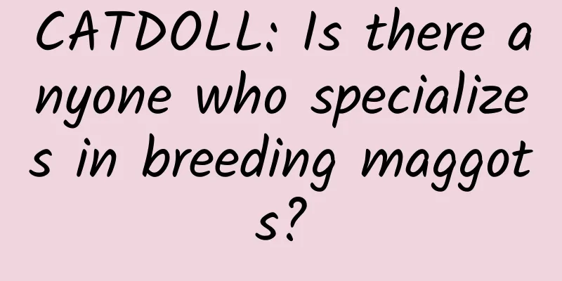 CATDOLL: Is there anyone who specializes in breeding maggots?