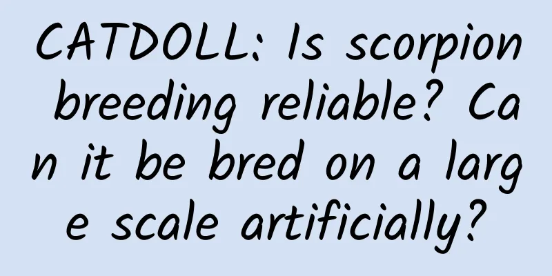CATDOLL: Is scorpion breeding reliable? Can it be bred on a large scale artificially?