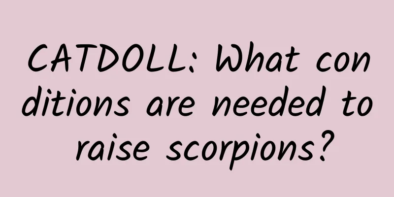 CATDOLL: What conditions are needed to raise scorpions?