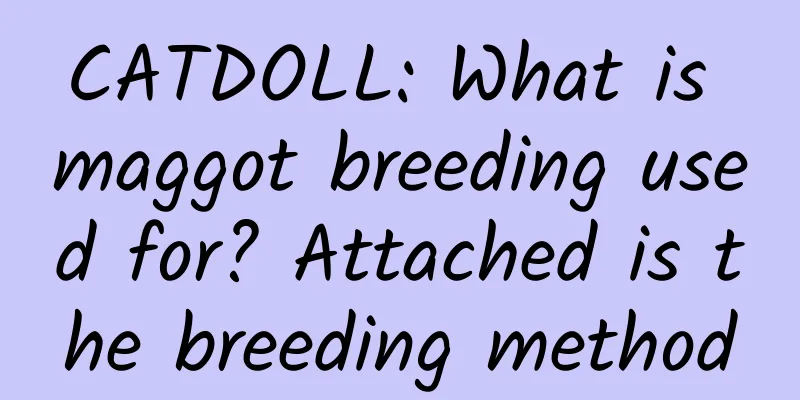 CATDOLL: What is maggot breeding used for? Attached is the breeding method