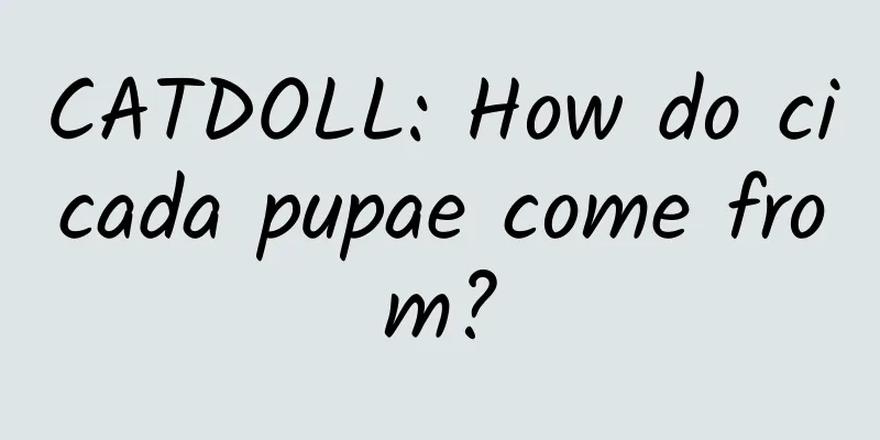CATDOLL: How do cicada pupae come from?