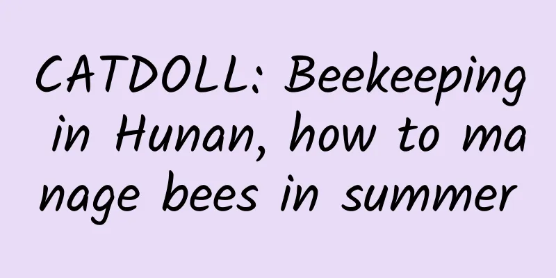 CATDOLL: Beekeeping in Hunan, how to manage bees in summer