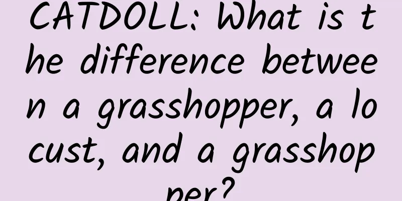CATDOLL: What is the difference between a grasshopper, a locust, and a grasshopper?