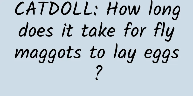 CATDOLL: How long does it take for fly maggots to lay eggs?