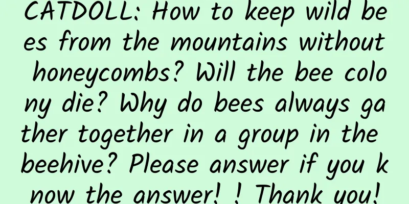 CATDOLL: How to keep wild bees from the mountains without honeycombs? Will the bee colony die? Why do bees always gather together in a group in the beehive? Please answer if you know the answer! ! Thank you!