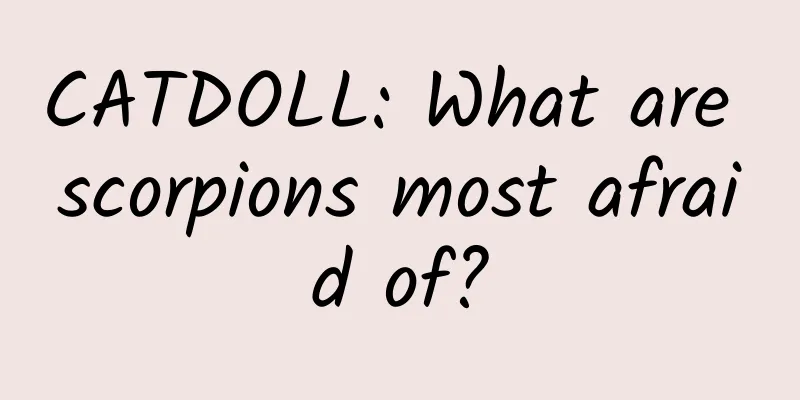 CATDOLL: What are scorpions most afraid of?
