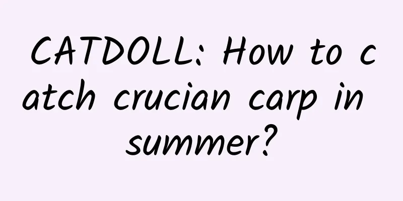 CATDOLL: How to catch crucian carp in summer?