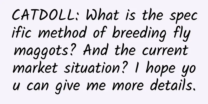 CATDOLL: What is the specific method of breeding fly maggots? And the current market situation? I hope you can give me more details.