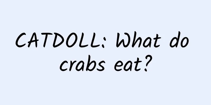 CATDOLL: What do crabs eat?