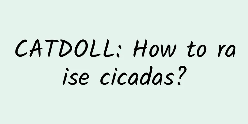 CATDOLL: How to raise cicadas?