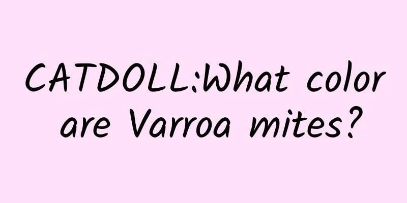 CATDOLL:What color are Varroa mites?