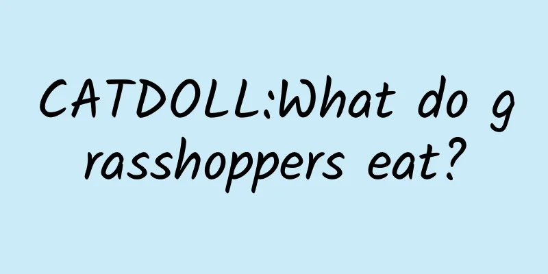 CATDOLL:What do grasshoppers eat?