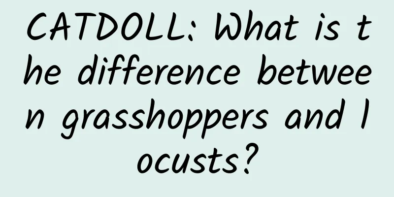 CATDOLL: What is the difference between grasshoppers and locusts?