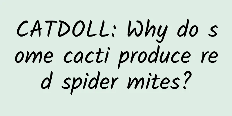 CATDOLL: Why do some cacti produce red spider mites?