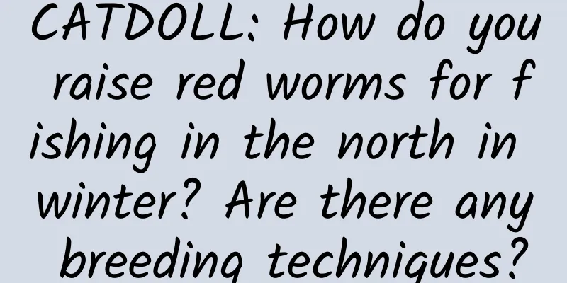 CATDOLL: How do you raise red worms for fishing in the north in winter? Are there any breeding techniques?