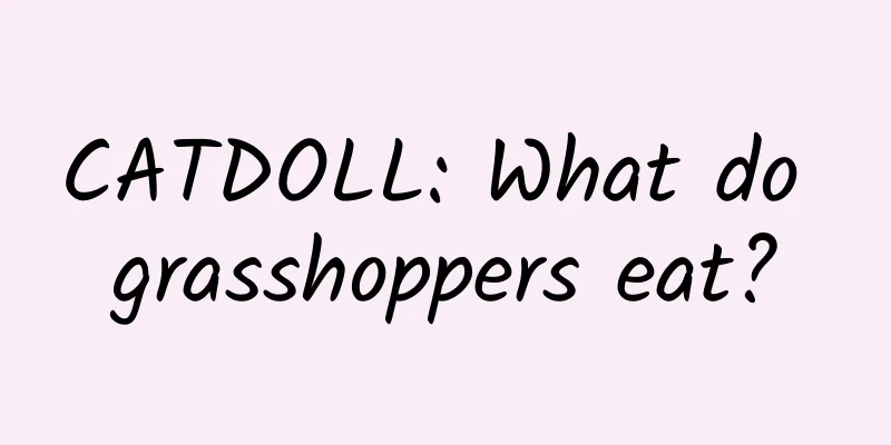 CATDOLL: What do grasshoppers eat?