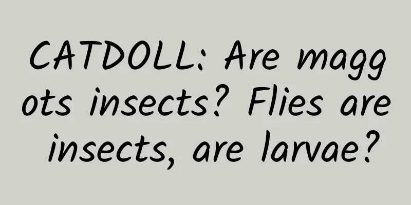 CATDOLL: Are maggots insects? Flies are insects, are larvae?