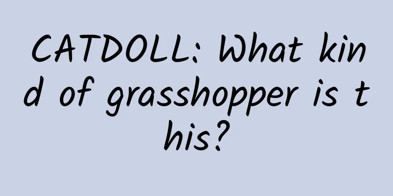 CATDOLL: What kind of grasshopper is this?
