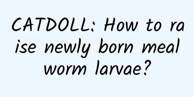 CATDOLL: How to raise newly born mealworm larvae?