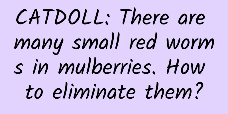 CATDOLL: There are many small red worms in mulberries. How to eliminate them?