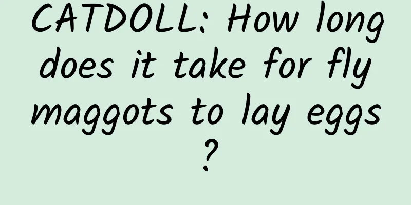 CATDOLL: How long does it take for fly maggots to lay eggs?