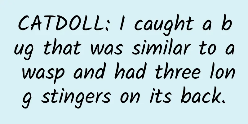 CATDOLL: I caught a bug that was similar to a wasp and had three long stingers on its back.
