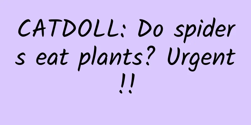 CATDOLL: Do spiders eat plants? Urgent!!