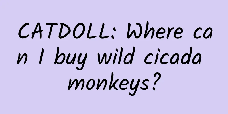CATDOLL: Where can I buy wild cicada monkeys?