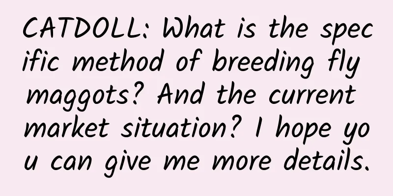 CATDOLL: What is the specific method of breeding fly maggots? And the current market situation? I hope you can give me more details.