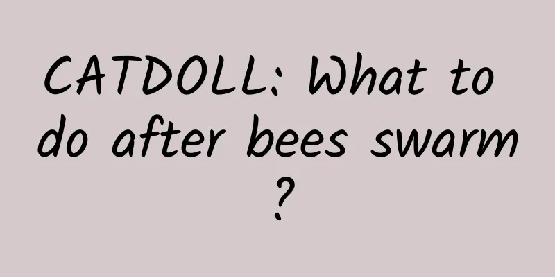CATDOLL: What to do after bees swarm?