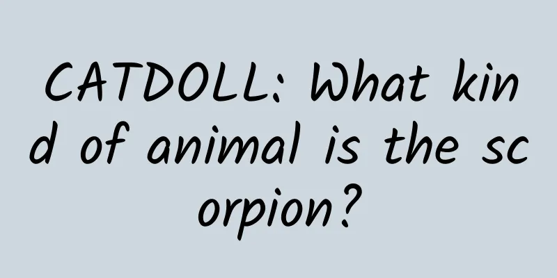 CATDOLL: What kind of animal is the scorpion?