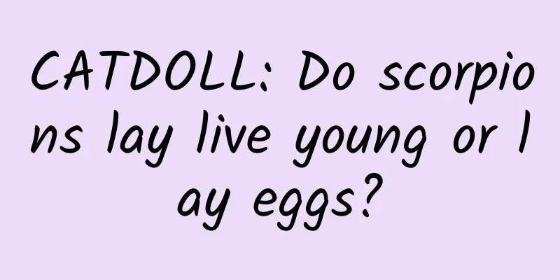 CATDOLL: Do scorpions lay live young or lay eggs?