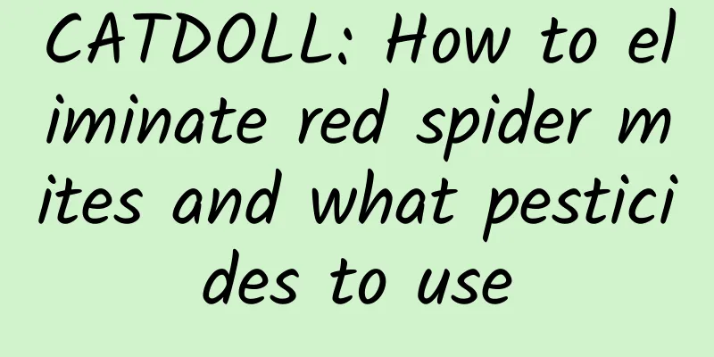 CATDOLL: How to eliminate red spider mites and what pesticides to use