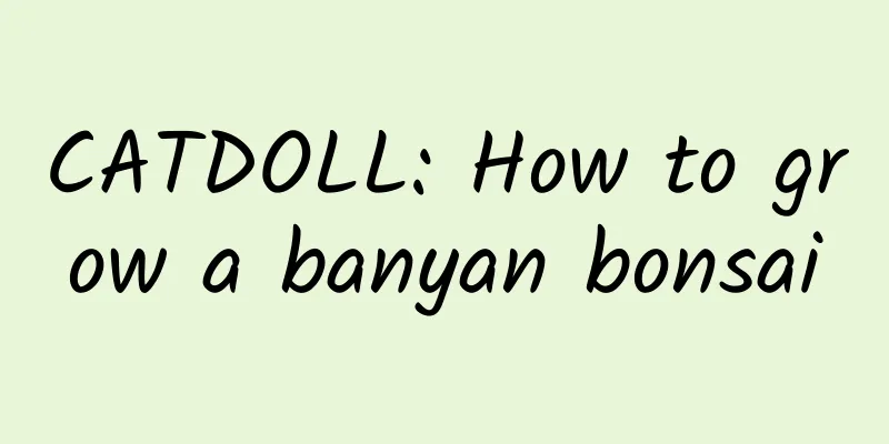 CATDOLL: How to grow a banyan bonsai