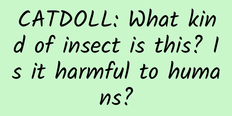 CATDOLL: What kind of insect is this? Is it harmful to humans?