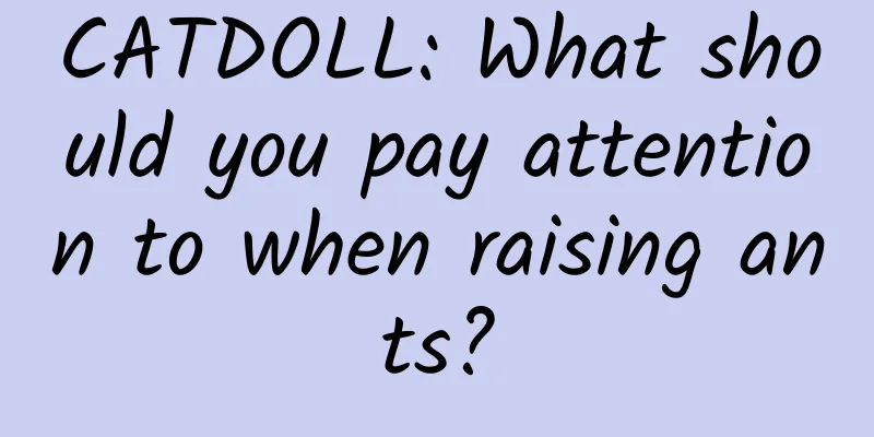CATDOLL: What should you pay attention to when raising ants?