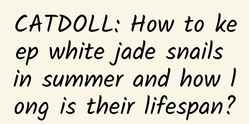 CATDOLL: How to keep white jade snails in summer and how long is their lifespan?