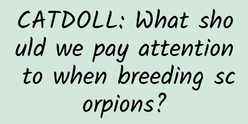 CATDOLL: What should we pay attention to when breeding scorpions?