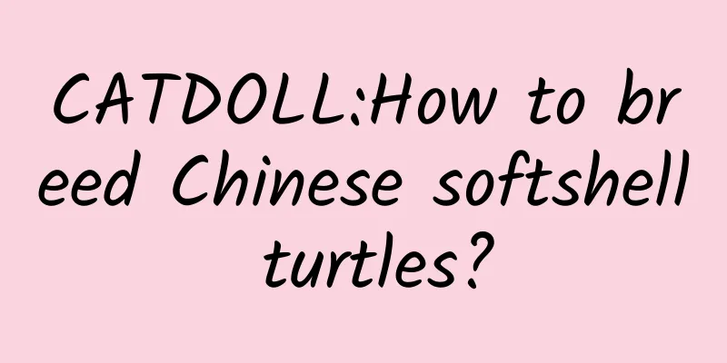 CATDOLL:How to breed Chinese softshell turtles?
