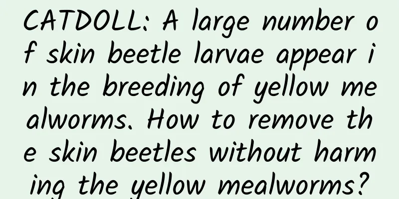 CATDOLL: A large number of skin beetle larvae appear in the breeding of yellow mealworms. How to remove the skin beetles without harming the yellow mealworms?